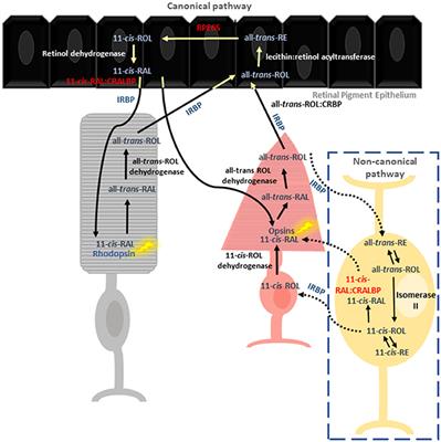 Enhancing Understanding of the Visual Cycle by Applying CRISPR/Cas9 Gene Editing in Zebrafish